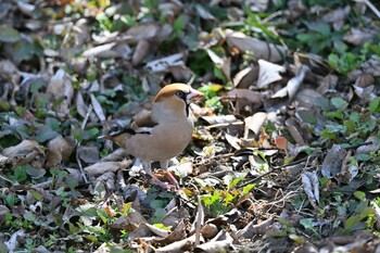 Hawfinch Asaba Biotope Sun, 3/6/2022