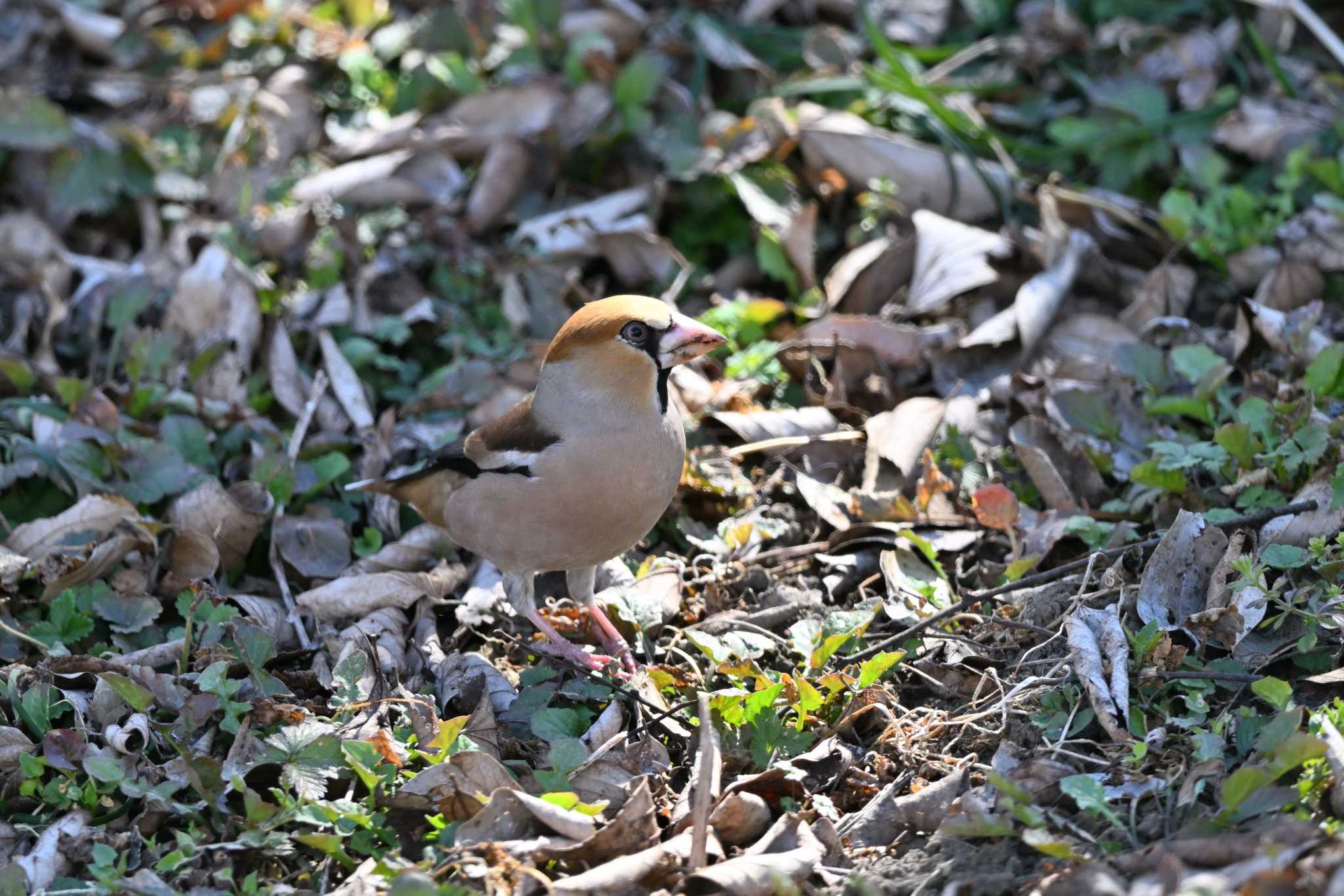 Photo of Hawfinch at Asaba Biotope by ダイ