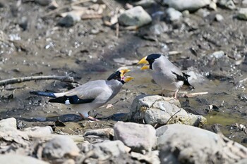 Japanese Grosbeak Asaba Biotope Sun, 3/6/2022