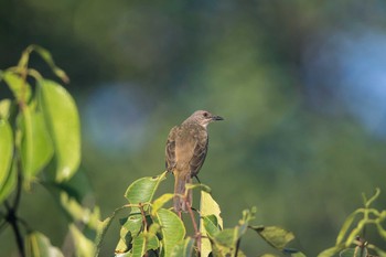 Olive-winged Bulbul