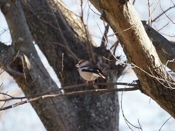 2022年3月6日(日) 水元公園の野鳥観察記録