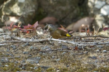 Grey-capped Greenfinch 笠木ダム公園 Sat, 3/5/2022