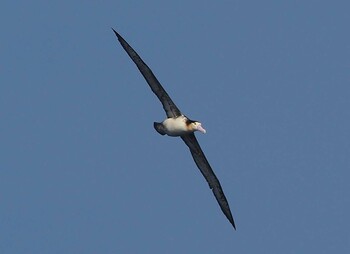 Short-tailed Albatross 八丈島航路 Sat, 3/5/2022