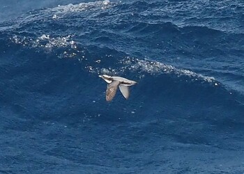 Japanese Murrelet 八丈島航路 Sat, 3/5/2022