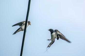 Barn Swallow Mikiyama Forest Park Thu, 7/7/2016