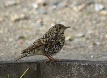 White's Thrush 岐阜市 Sun, 3/6/2022