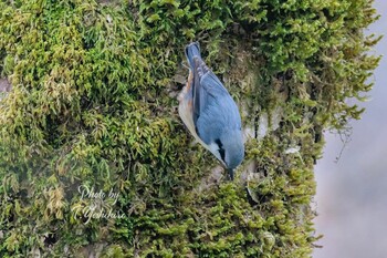 Sun, 3/6/2022 Birding report at 御所市