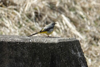 Grey Wagtail 薬王寺水辺公園 Sat, 3/5/2022