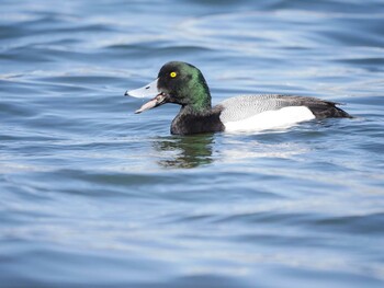 スズガモ お台場海浜公園 2022年3月6日(日)