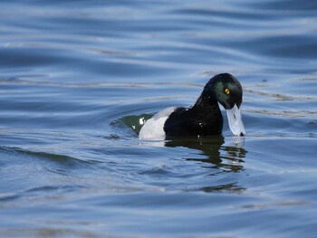 Greater Scaup お台場海浜公園 Sun, 3/6/2022