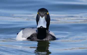 Greater Scaup お台場海浜公園 Sun, 3/6/2022