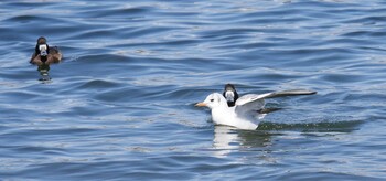 Greater Scaup お台場海浜公園 Sun, 3/6/2022