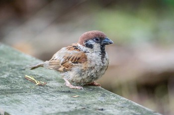 Eurasian Tree Sparrow Mikiyama Forest Park Thu, 7/7/2016