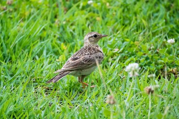 Eurasian Skylark Mikiyama Forest Park Thu, 7/7/2016