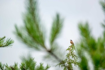 Meadow Bunting Mikiyama Forest Park Sat, 7/16/2016