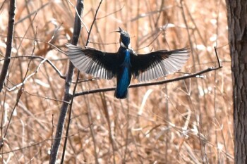 Common Kingfisher 都内 Sun, 3/6/2022