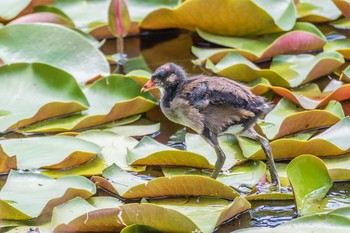 Common Moorhen Mikiyama Forest Park Thu, 9/1/2016