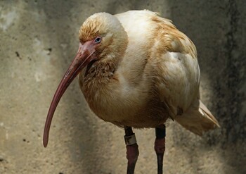 American White Ibis Unknown Spots Sun, 3/6/2022