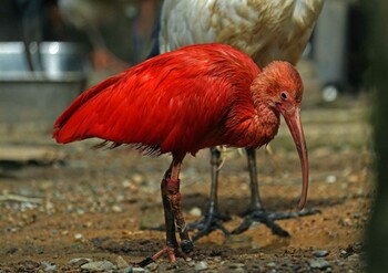 Scarlet Ibis Unknown Spots Sun, 3/6/2022