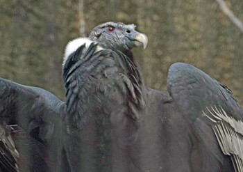 Andean Condor Unknown Spots Sun, 3/6/2022