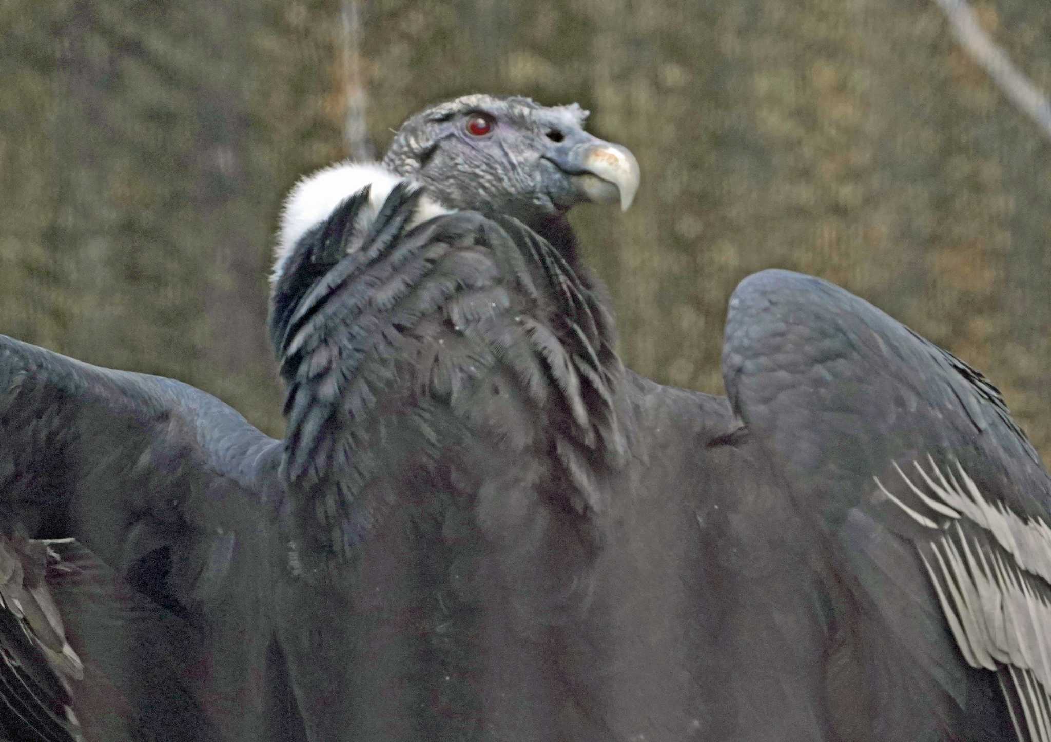 Photo of Andean Condor at  by Chacoder