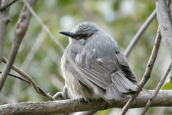 2022年3月6日(日) 名古屋市大高緑地の野鳥観察記録