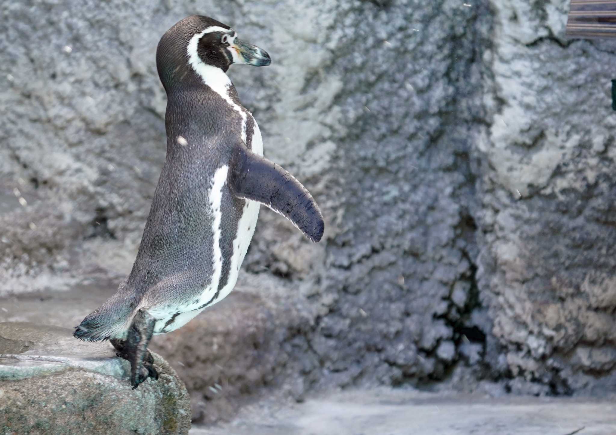  フンボルトペンギンの写真 by Chacoder