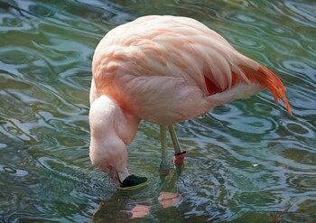 Chilean Flamingo Unknown Spots Sun, 3/6/2022