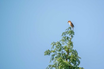 2016年10月6日(木) 三木山森林公園の野鳥観察記録