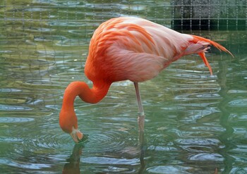 American Flamingo Unknown Spots Sun, 3/6/2022