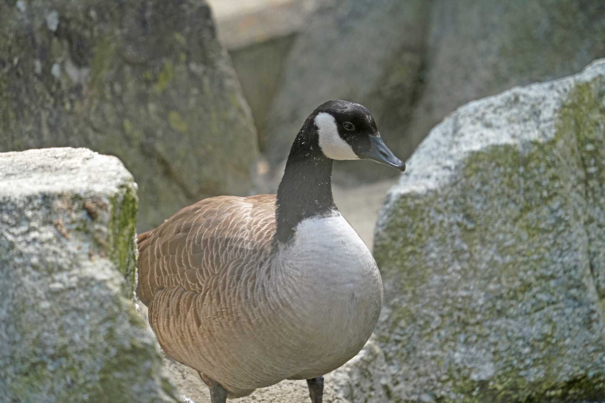 Photo of Canada Goose at  by Chacoder