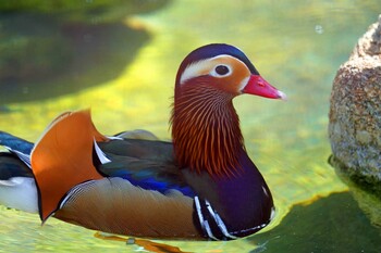 Mandarin Duck Unknown Spots Sun, 3/6/2022