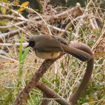 カオグロガビチョウ 多摩川 2022年3月1日(火)