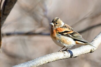 Brambling 武田の杜 Sun, 3/6/2022