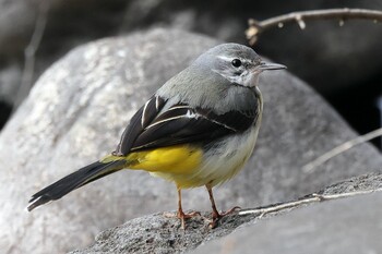 Grey Wagtail 井頭公園 Sun, 2/13/2022