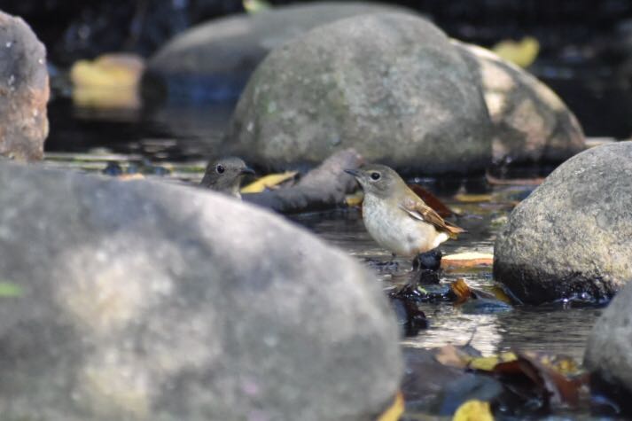  キビタキの写真 by ヨウコ