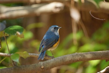 Red-flanked Bluetail 京都御所 Sat, 3/5/2022