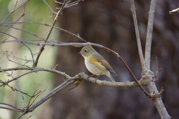 Red-flanked Bluetail 京都御所 Sat, 3/5/2022