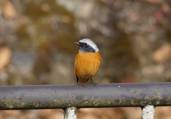 Daurian Redstart 琵琶湖疎水 Sun, 1/30/2022