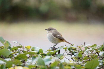 Daurian Redstart 京都御所 Sun, 2/27/2022