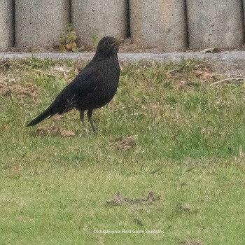 Chinese Blackbird Ishigaki Island Sun, 3/6/2022