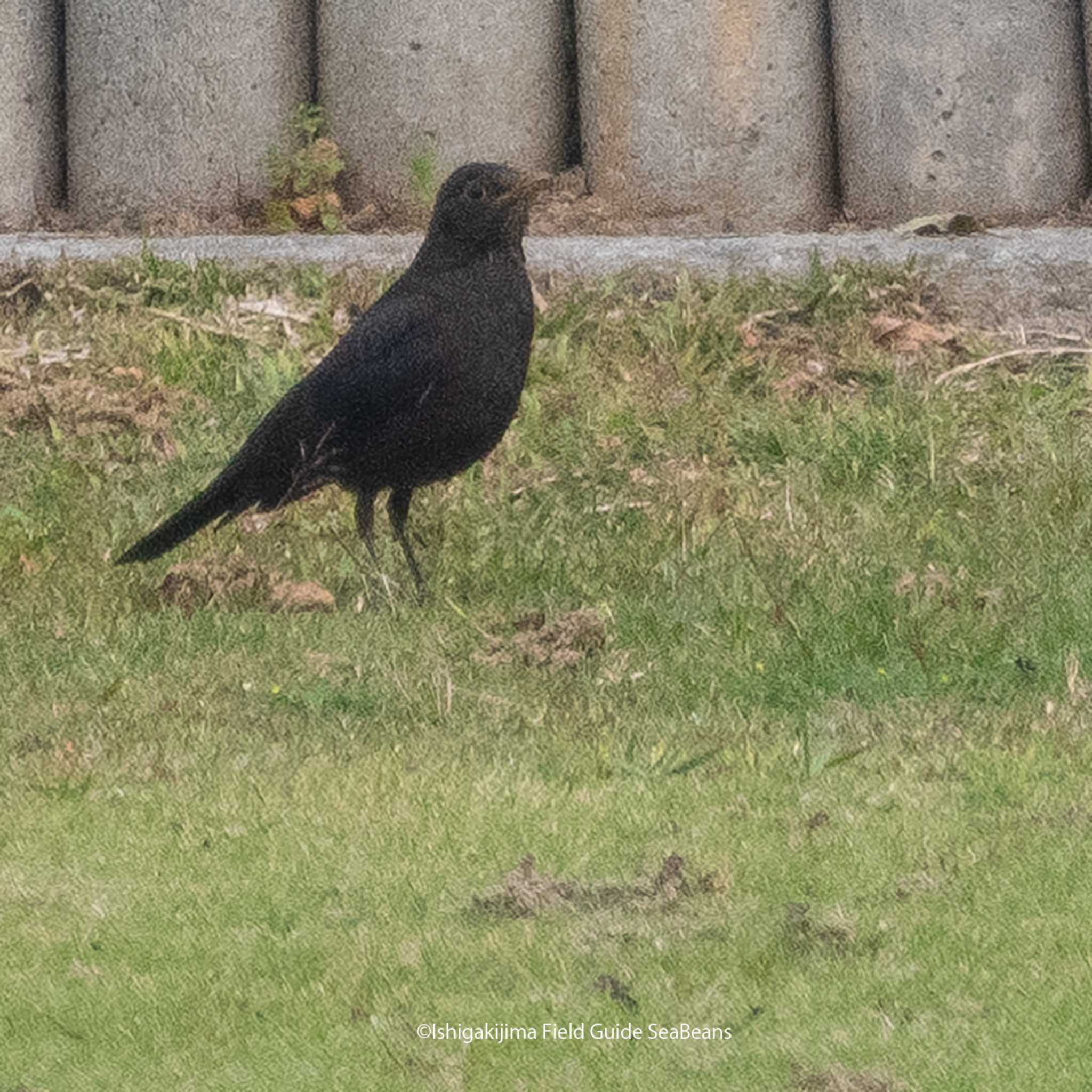 Photo of Chinese Blackbird at Ishigaki Island by 石垣島バードウオッチングガイドSeaBeans