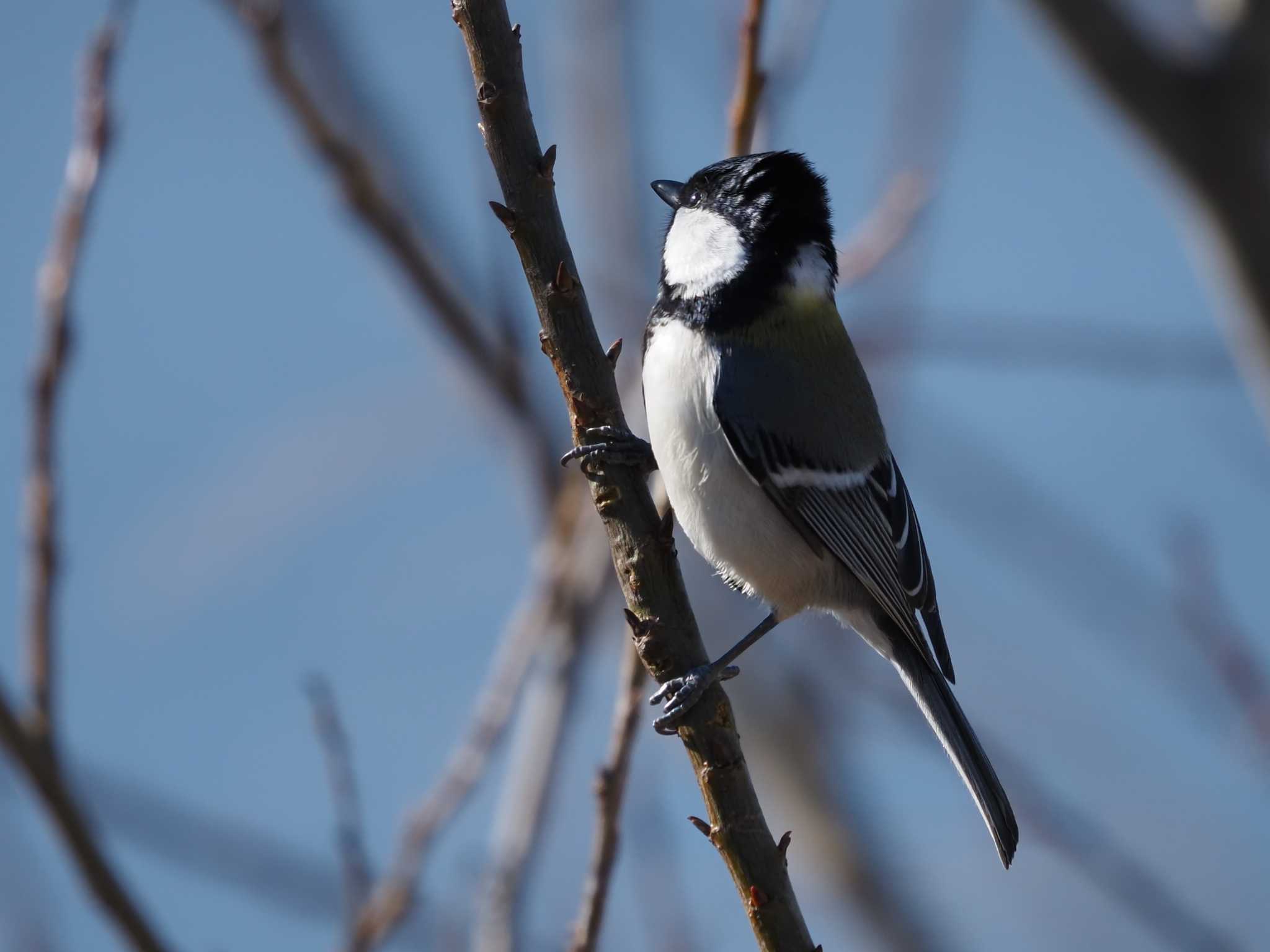 シジュウカラ