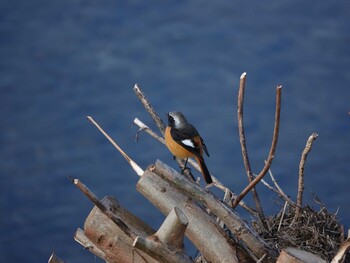 ジョウビタキ 鴨川 2022年1月3日(月)