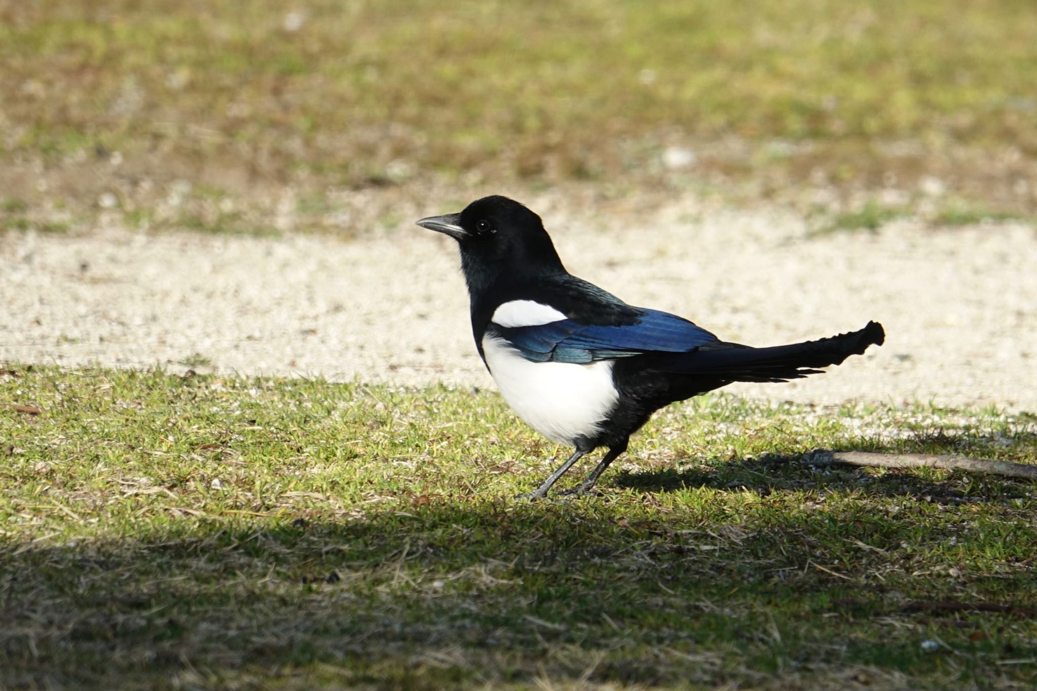 Photo of Eurasian Magpie at 天拝山歴史自然公園 by O S