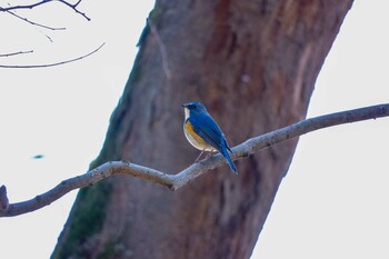 Red-flanked Bluetail 京都御所 Mon, 1/10/2022