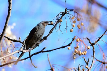 Brown-eared Bulbul 武田の杜 Sun, 3/6/2022