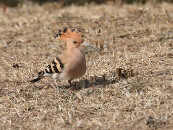 Sun, 3/6/2022 Birding report at Chaoyang Park(Beijing)