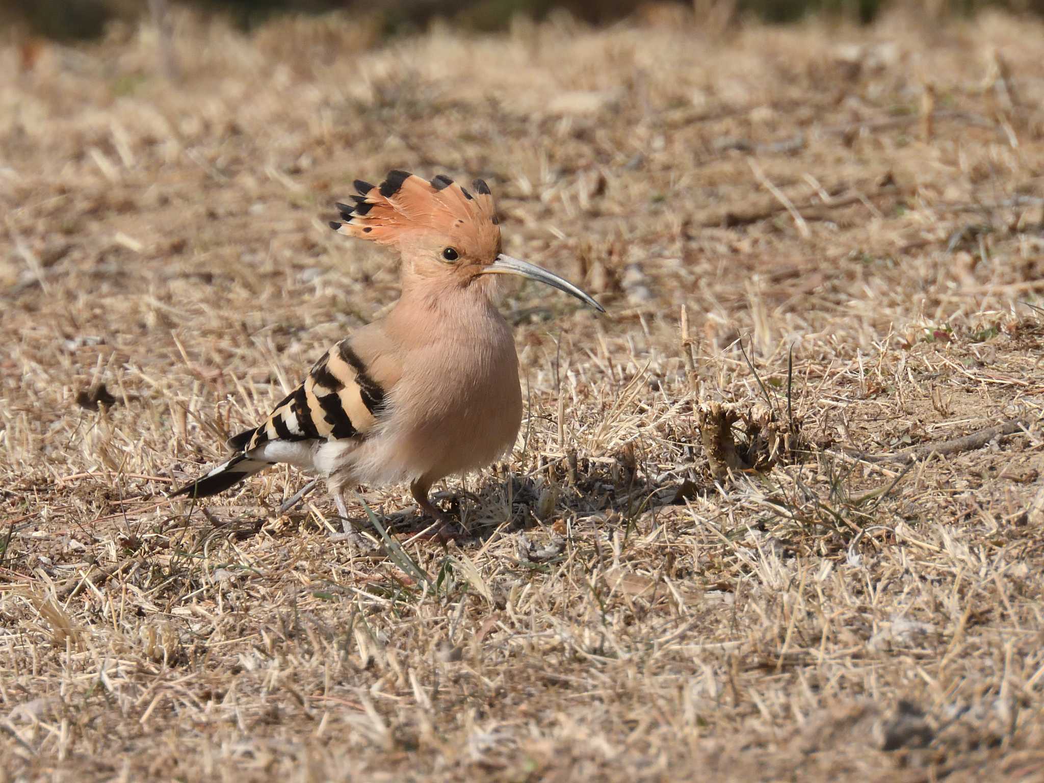 Eurasian Hoopoe