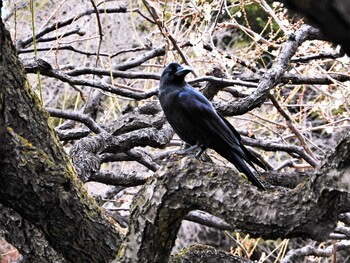 Large-billed Crow Shinjuku Gyoen National Garden Sun, 3/6/2022